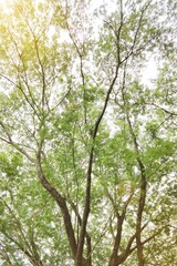 Fototapeta premium Landscape the big tree with nature background