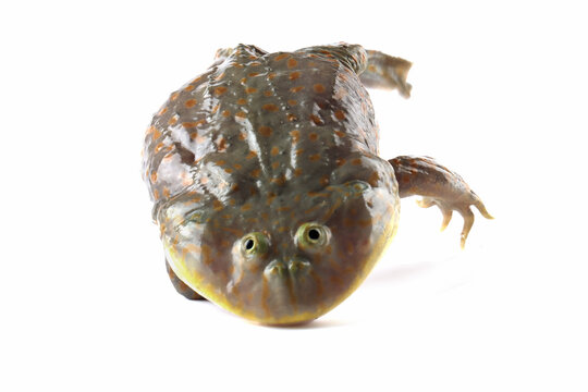 Freddy krueger frog closeup isolated on white background, Budget frog jumps and lands with its head down on white background