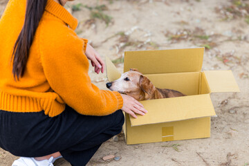 Woman abandon a dog in paper box