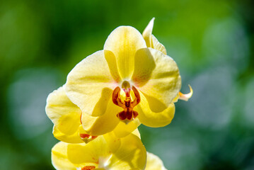 Obraz premium yellow Orchid branch on green natural background 
