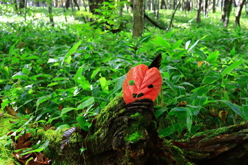 autumn leaves in japan