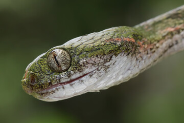 Boiga bengkuluensis snake closeup head with natural background, Boiga bengkuluensis snake closeup