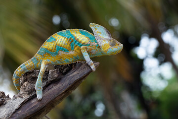 High Pied veiled chameleon on wood, High Pied veiled chameleon closeup with natural background, animal closeup