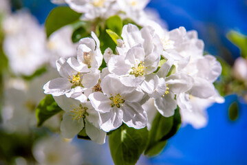 appletree blossom branch in the garden in spring