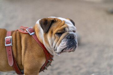 English bulldog wearing red leather harness standing outside