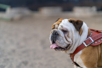 English bulldog wearing red harness panting in park