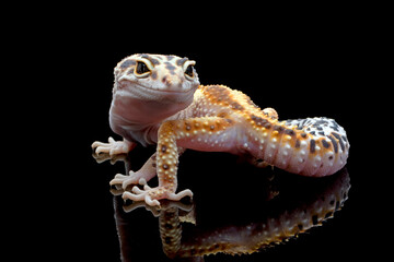 Eublepharis macularius pied female closeup on isolated background, Leopard gecko 