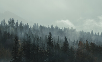 Clouds and mist hanging over forest of evergreen trees in fall.