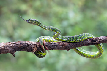 Trimeresurus calamitas with defensive position on branch, Trimeresurus calamitas on tree,...
