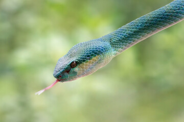 Blue viper snake closeup head, viper snake ready to attack, Blue insularis snake, Closeup head snake, Indonesian viper snakes
