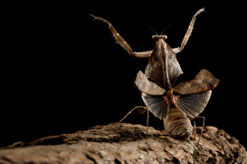 Dead leaf mantis (Deroplatys lobata) closeup isolated on black background, Dead leaf mantis on bark...