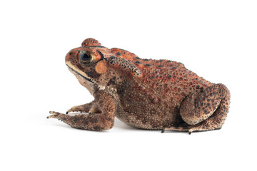 Asian common toad (Duttaphrynus melanostictus) isolated on white backkground, Asian common toad (Duttaphrynus melanostictus) closeup