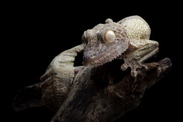 Leaf-tailed gecko (Uroplatus henkeli) closeup on tree with black background, Leaf-tailed gecko (Uroplatus henkeli) isolated on black background