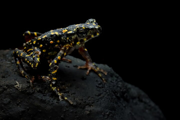 Bleeding Toad or Leptophryne cruentata closeup on stone, Leptophryne cruentata closeup on isolated background