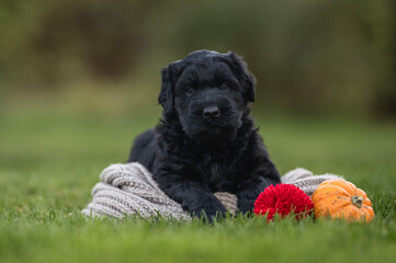 puppy dog ​​Russian black terrier in autumn on a walk with pumpkins Halloween