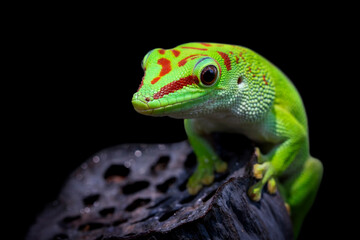 Beautiful color madagascar giant day gecko isolated on black background