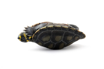 Clown turtle odocnemis unifilis in an upside down position, Clown turtle closeup