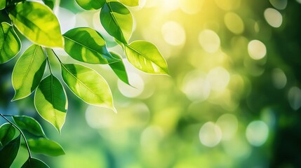 Lush Green Leaves with Soft Background Bokeh Light
