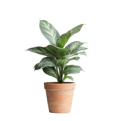 A minimal outdoor plant in a brown pot
