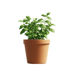 Fresh potted basil plant with green leaves and white flowers, isolated on white background