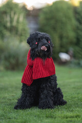 big black dog black russian terrier in red scarf on walk in park in autumn