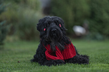 big black dog black russian terrier in red scarf on walk in park in autumn