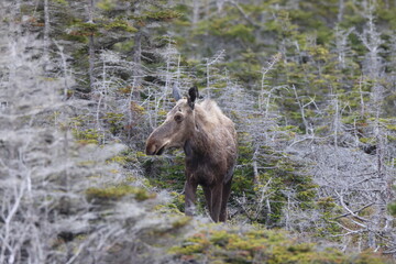 moose in the forest Newfoundland and Labrador NL, Canada