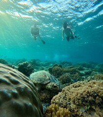 Naklejka premium Snorkeling with a turtle at Gili Meno, Indonesia