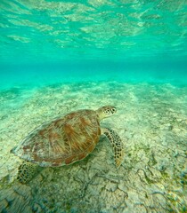 Just a turtle chilling on the ground, GIli Air, Lombok, Indonesia