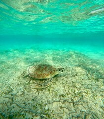 Obraz premium Just a turtle chilling on the ground, GIli Air, Lombok, Indonesia