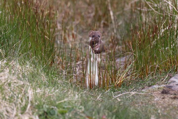 least weasel transports its young  Newfoundland and Labrador NL, Canada