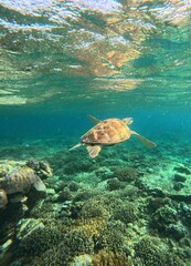 Just a turtle passing by in Gili Air, Lombok, Indonesia