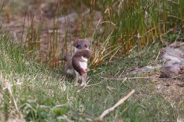 least weasel transports its young  Newfoundland and Labrador NL, Canada