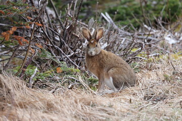snowshoe hare Newfoundland and Labrador NL, Canada