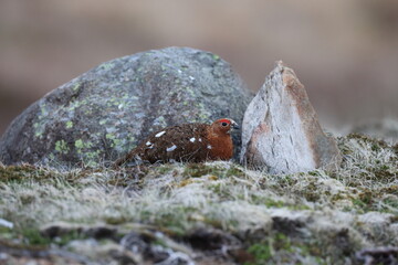 Willow Ptarmigan  Newfoundland and Labrador NL, Canada