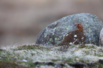 Willow Ptarmigan  Newfoundland and Labrador NL, Canada