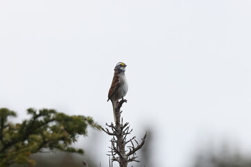 White-throated Sparrow Newfoundland and Labrador NL, Canada