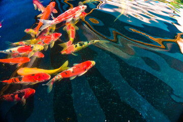 A beautiful carp glides through the water, its shiny gold and silver scales shimmering in the light. 