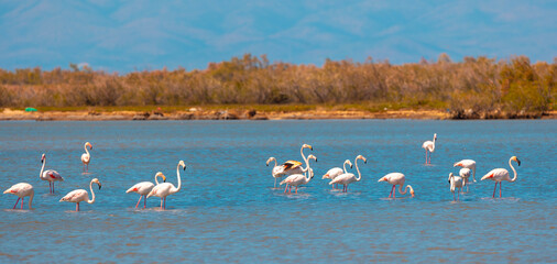 large waterfowl resting in the water, Greater Flamingo, Phoenicopterus roseus