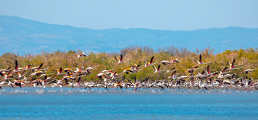 large waterfowl resting in the water, Greater Flamingo, Phoenicopterus roseus