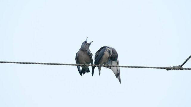 ashy woodswallow (Artamus fuscus), sometimes also called the ashy swallow-shrike, is a wo(Artamus fuscus), sometimes also called the ashy swallow-shrike, is a woodswallow which is found in south Asia.