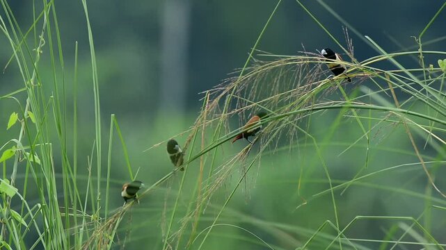 tricoloured munia is Small, finchlike bird of weedy and grassy areas  Often in small flocks, which associate readily with seedeaters