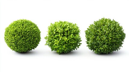 Fototapeta premium Three Green Boxwood Topiaries