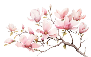 PNG Magnolia border blossom flower plant.