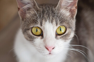 Closeup of young tabby cat, indoor portrait