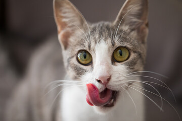 Cute cat licking it's nose and fur and makes funny faces.