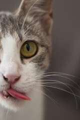 Cat pet showing it's tongue, close-up portrait