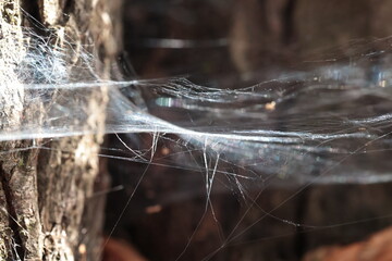 spider web net on the tree close up