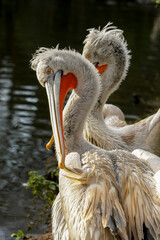A Dalmatian pelican preening its feathers, while another one sleeps in the background.