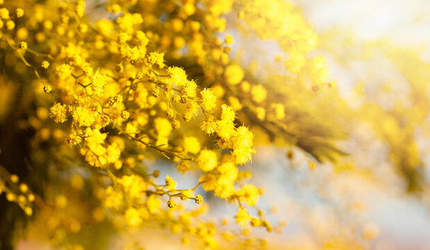 Bright yellow flower border on background with copy space.  Acacia dealbata wattle